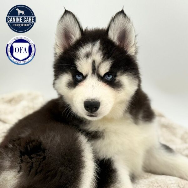 [#253244-06]  - Black / White F Siberian Husky Puppies for Sale