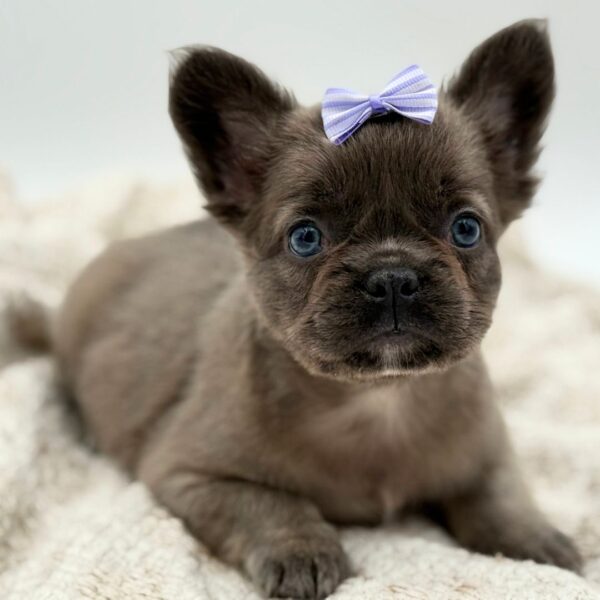 [#252197-04]  - Lilac F French Bulldog Puppies for Sale