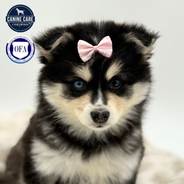 [#252929-05]  - Black / White F Alaskan Klee Kai Puppies for Sale