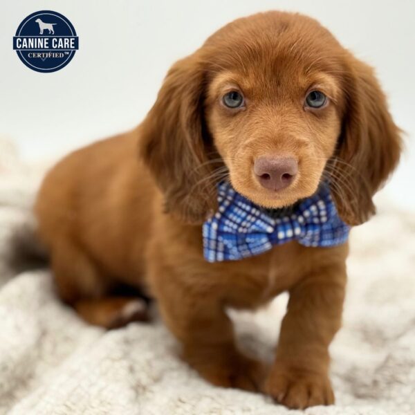 [#252177-02]  - Red M Dachshund Puppies for Sale