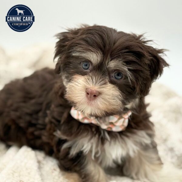 [#252175-02]  - Chocolate White Tan M Havanese Puppies for Sale