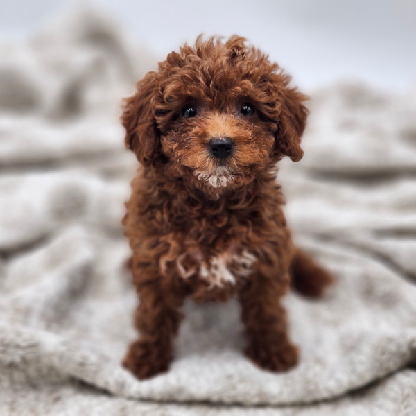 [#252648-05]  - Red F Poodle Mini Puppies for Sale