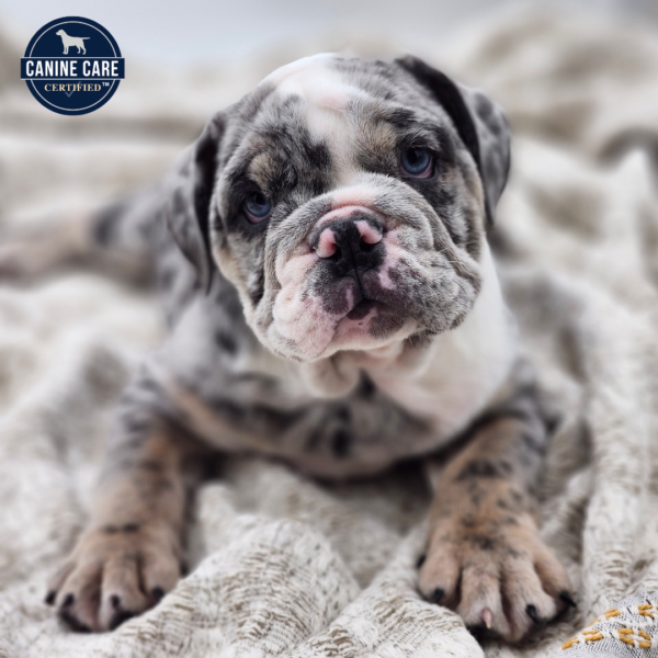 [#252436-06]  - Lilac Merle F English Bulldog  Puppies for Sale
