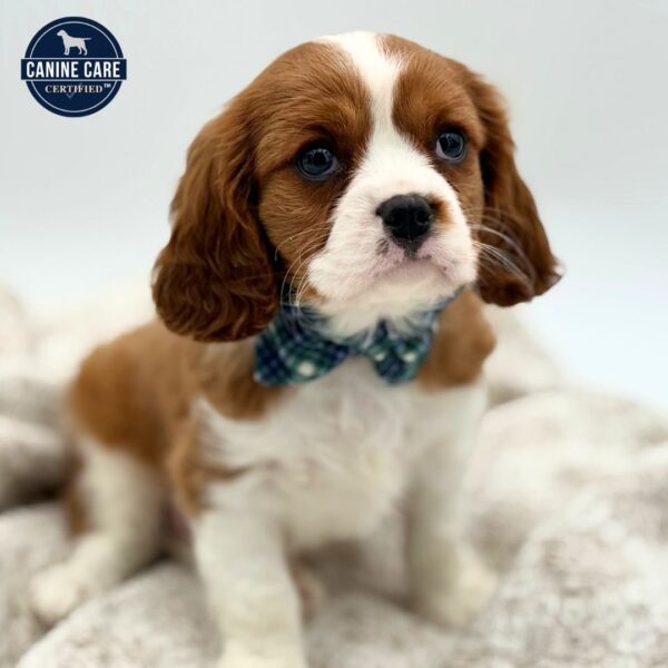 [#253067-02]  - Blenheim M Cavalier King Charles Spaniel Puppies for Sale