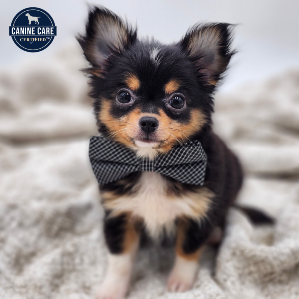 [#252287-01]  - Black / White M Chihuahua Puppies for Sale