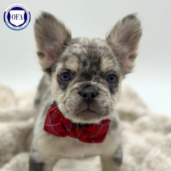 [#253011-02]  - Lilac Merle M French Bulldog Puppies for Sale