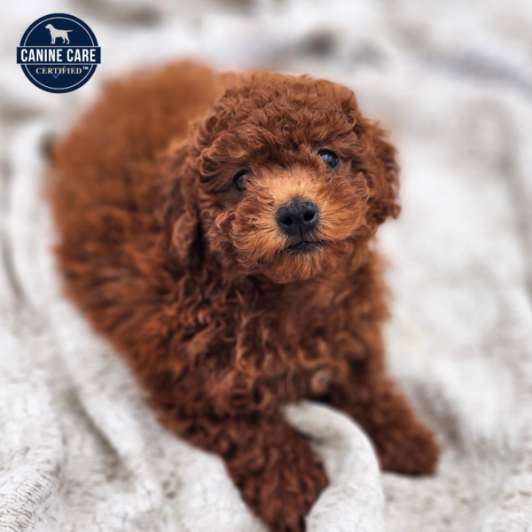 [#252049-02]  - Red M Goldendoodle Mini 2nd Gen Puppies for Sale