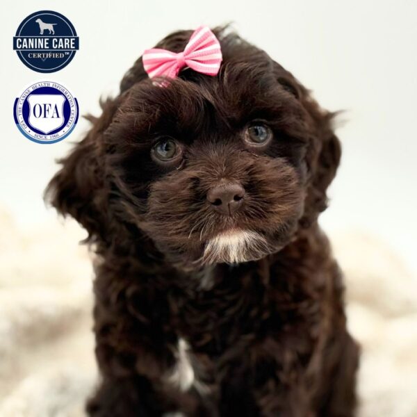 [#253005-03]  - Chocolate F Cock A Poo Puppies for Sale