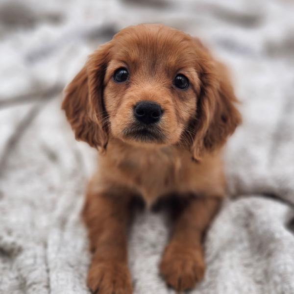 [#25328-04]  - Golden F Mini Golden Retriever Puppies for Sale