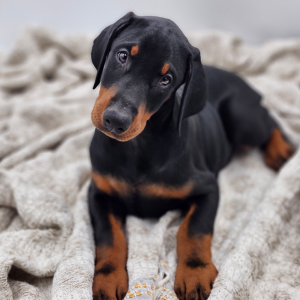 [#25323-04]  - Black / Rust M Doberman Pinscher Puppies for Sale