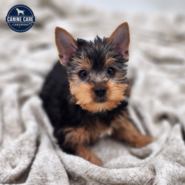 [#251955-05]  - Black / Tan F Yorkshire Terrier Puppies for Sale