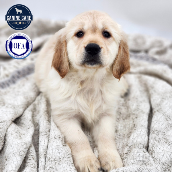 [#252884-08]  - Light Golden F Golden Retriever Puppies for Sale