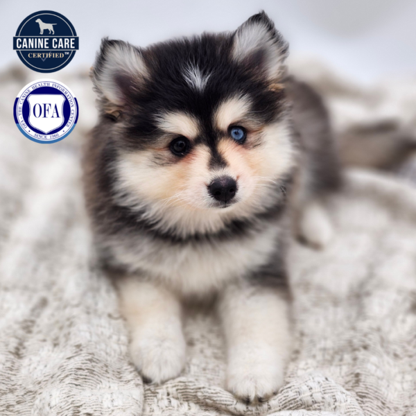 [#252789-05]  - Gray / White F Pomsky Puppies for Sale