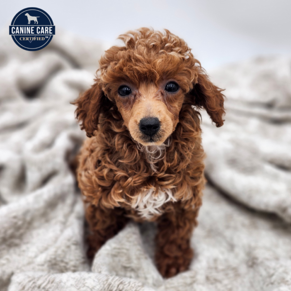 [#252021-03]  - Apricot F Poodle Mini Puppies for Sale