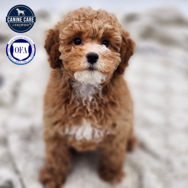 [#252899-03]  - Apricot F Poodle Puppies for Sale