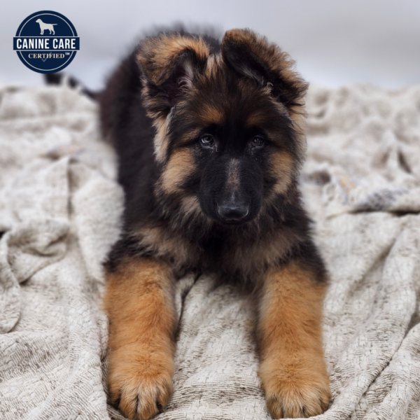 [#252473-02]  - Black / Tan M German Shepherd Dog Puppies for Sale