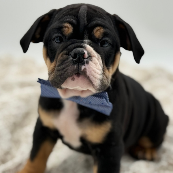 [#252245-02]  - Black / Tan M Beabull Puppies for Sale