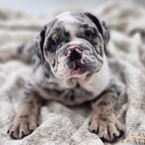 [#252436-06]  - Lilac Merle F English Bulldog  Puppies for Sale
