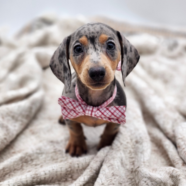 [#252066-01]  - Blue Dapple M Dachshund Puppies for Sale