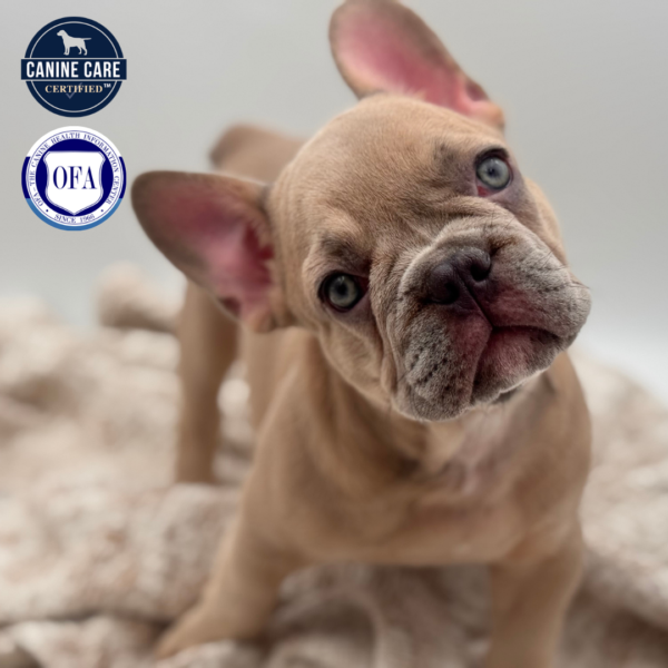 [#252678-03]  - Blue Fawn M French Bulldog Puppies for Sale