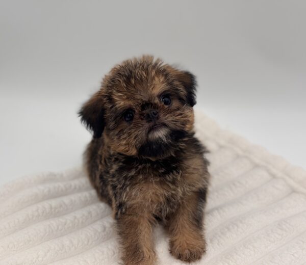 [#252920-02]  - Beige F Brussels Griffon Puppies for Sale