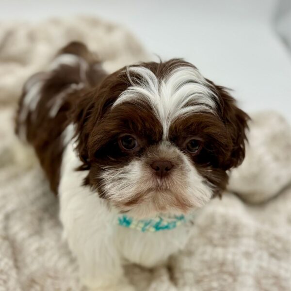 [#252905-03]  - Chocolate / White M Shih Tzu Puppies for Sale
