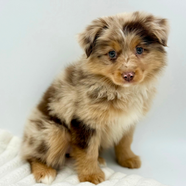 [#252905-05]  - Red Merle F Miniature Australian Shepherd Puppies for Sale
