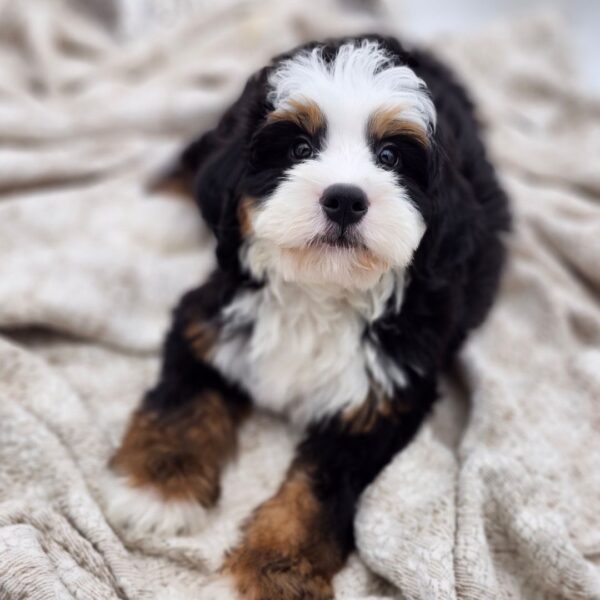 [#252738-01]  - Tri-Colored M Bernedoodle Puppies for Sale