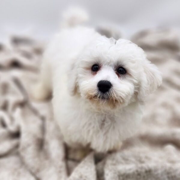 [#252903-01]  - White M Bichon Frise Puppies for Sale