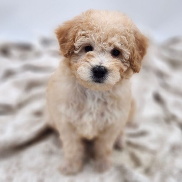 [#252983-01]  - Buff / White M Bichapoo Puppies for Sale
