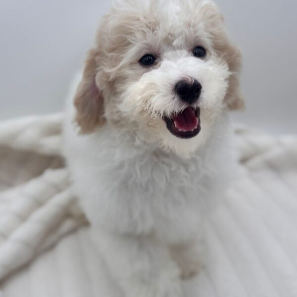 [#252648-02]  - Apricot / White M Bichapoo Puppies for Sale
