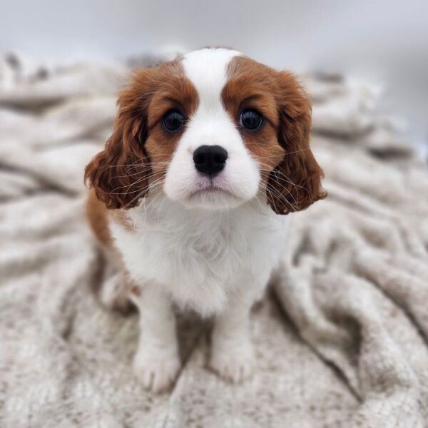 [#252866-01]  - Blenheim F Cavalier King Charles Spaniel Puppies for Sale