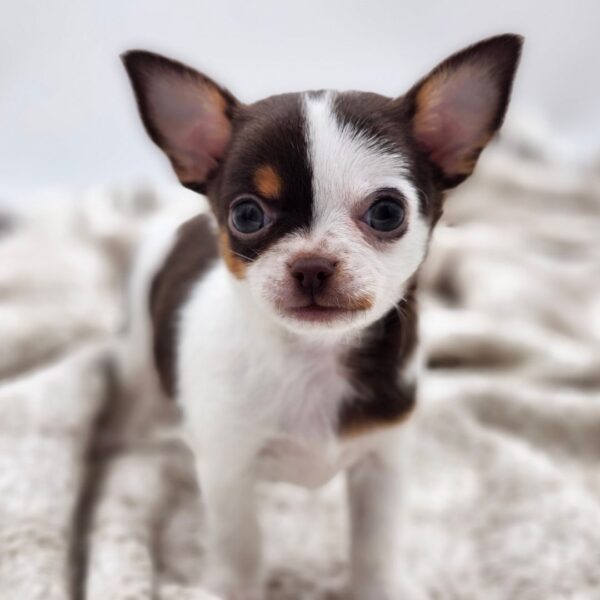 [#252202-01]  - Chocolate / Tan M Chihuahua Puppies for Sale
