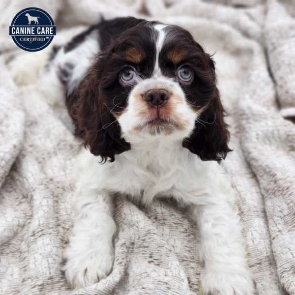 [#252854-01]  - Chocolate / White M Cocker Spaniel Puppies for Sale