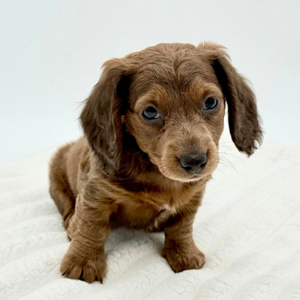 [#252796-03]  - Chocolate / Tan F Dachshund Puppies for Sale