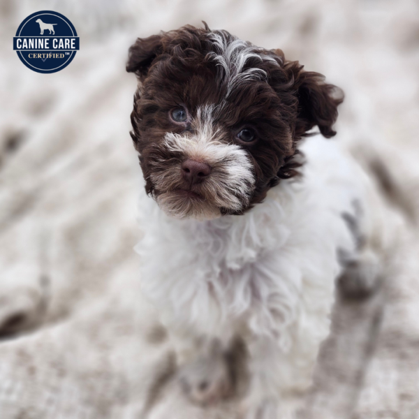 [#251997-02]  - Chocolate / White F Havanese Puppies for Sale