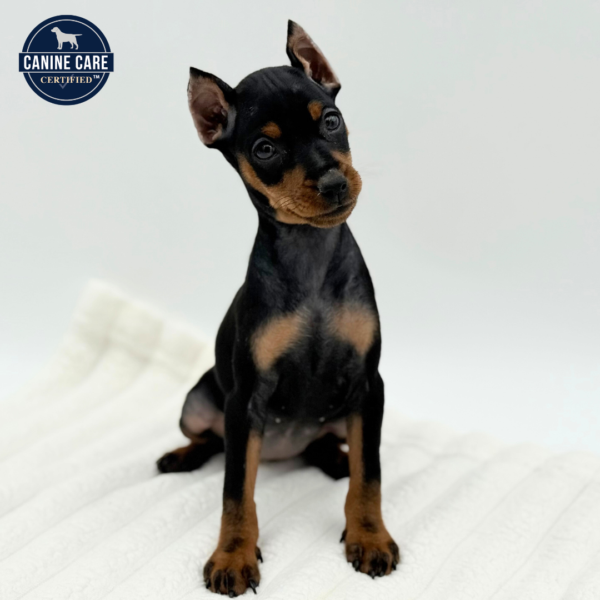 [#252950-04]  - Black / Tan F Miniature Pinscher Puppies for Sale