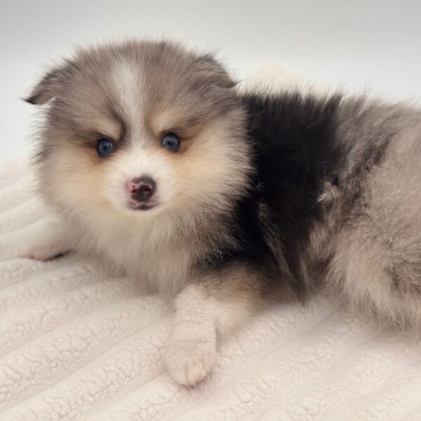 [#252816-02]  - Blue Merle M Pomsky 2nd Gen Puppies for Sale