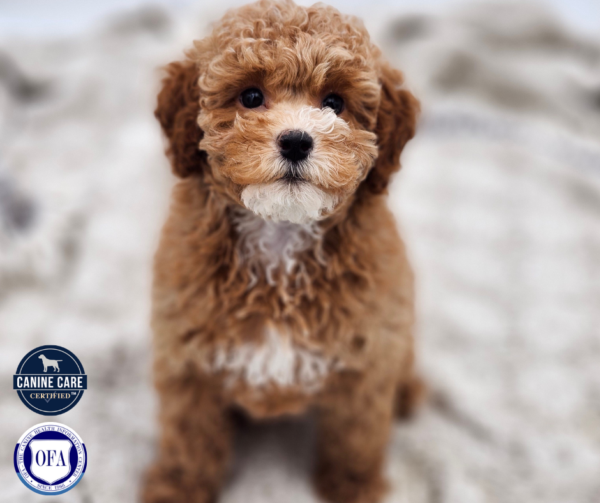 [#252899-03]  - Apricot F Poodle Puppies for Sale