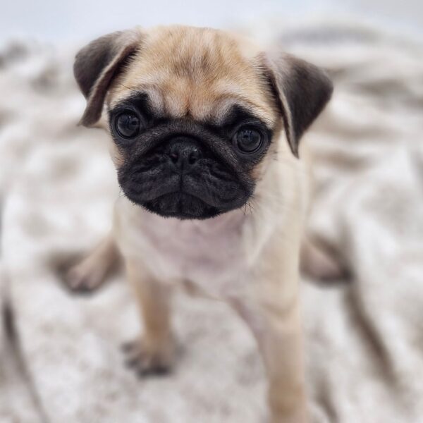 [#252571-02]  - Fawn F Pug Puppies for Sale