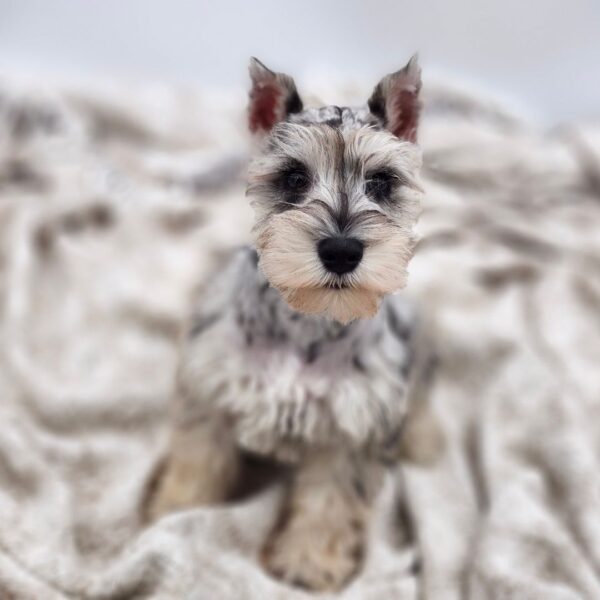 [#252704-01]  - Blue Merle M Miniature Schnauzer Puppies for Sale