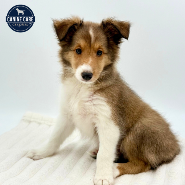 [#252694-03]  - Sable / White F Shetland Sheepdog Puppies for Sale