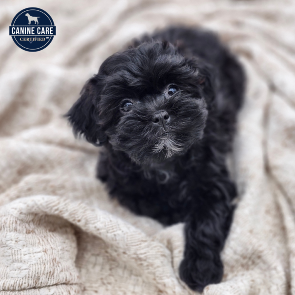 [#252698-05]  - Black F ShihPoo Puppies for Sale