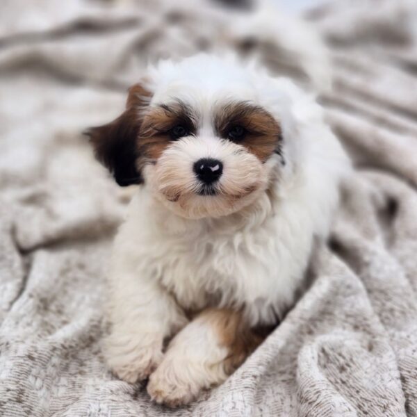 [#252932-01]  - White M Teddy Bear Puppies for Sale