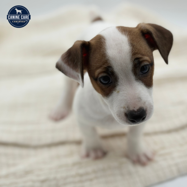 [#253048-03]  - Brown / White F Jack Russell Terrier Puppies for Sale