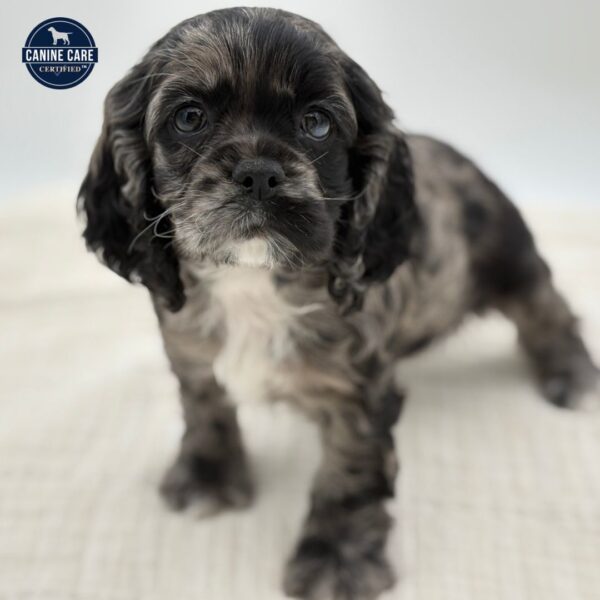 [#252319-08]  - Blue Merle / White F Cocker Spaniel Puppies for Sale
