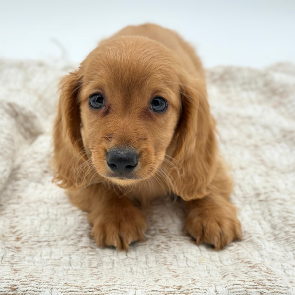 [#252354-01]  - Red M Dachshund Puppies for Sale