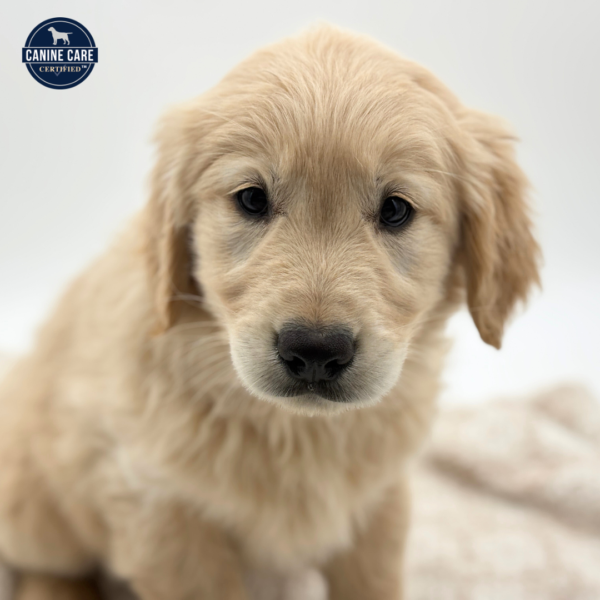 [#25389-02]  - Golden M Golden Retriever Puppies for Sale