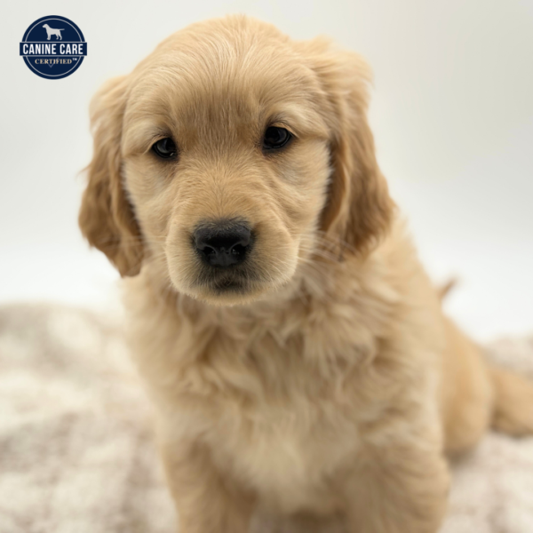 [#25389-06]  - Golden F Golden Retriever Puppies for Sale