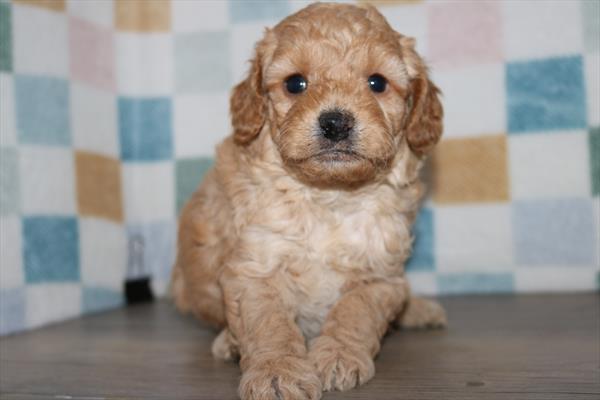 [#252218-03]  - Red M Poodle/Cock A Poo Puppies for Sale